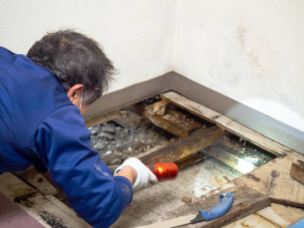Best Office Mold Removal Services  in Keaau, HI