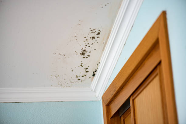 Best Office Mold Removal Services  in Keaau, HI