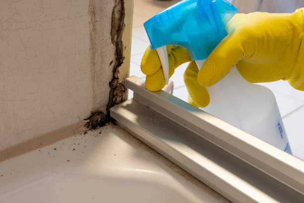 Best Local Mold Removal Service  in Keaau, HI