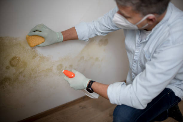 Best Mold Cleaning Services  in Keaau, HI