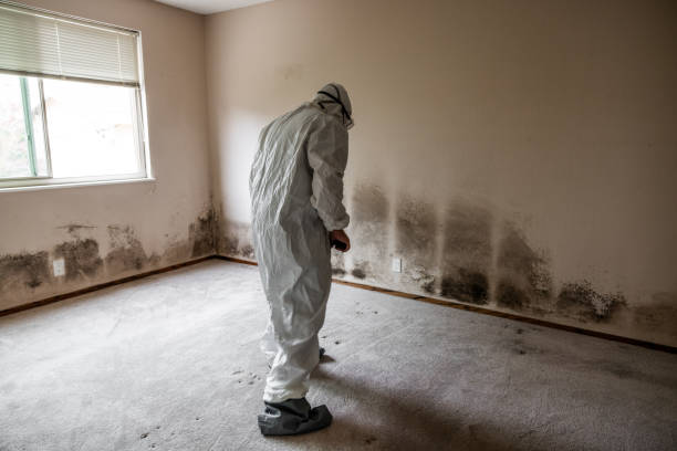 Best Black Mold Removal  in Keaau, HI