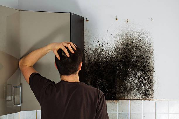 Best Black Mold Removal  in Keaau, HI